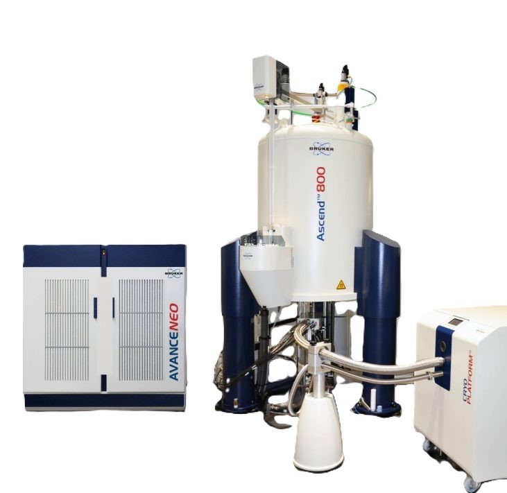 800 MHz NMR spectrometer.