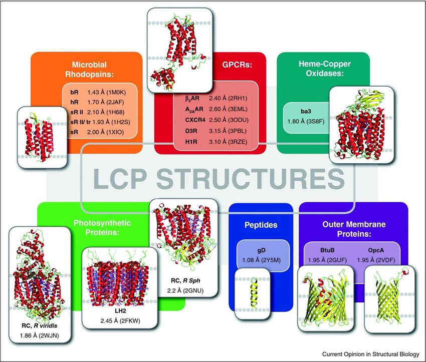 Steric exclusion and protein conformation determine the localization of  plasma membrane transporters