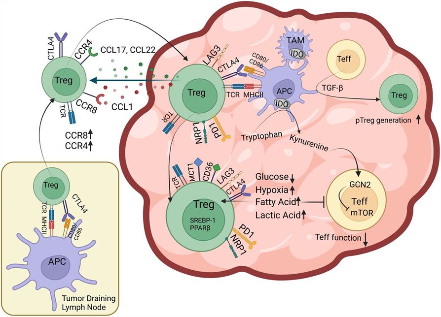 Factors that facilitate Treg infiltration of the TME Tregs.