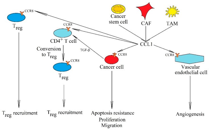 The significance of the CCL1-CCR8 axis in cancer processes.