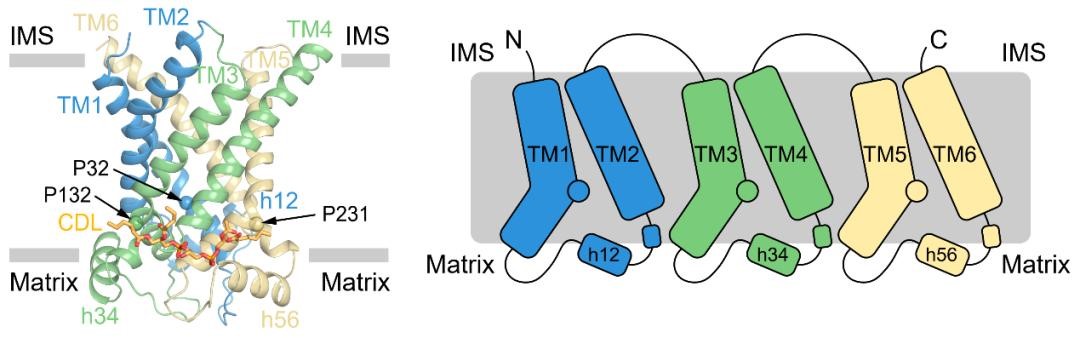 Structure and topology diagram of UCP1.