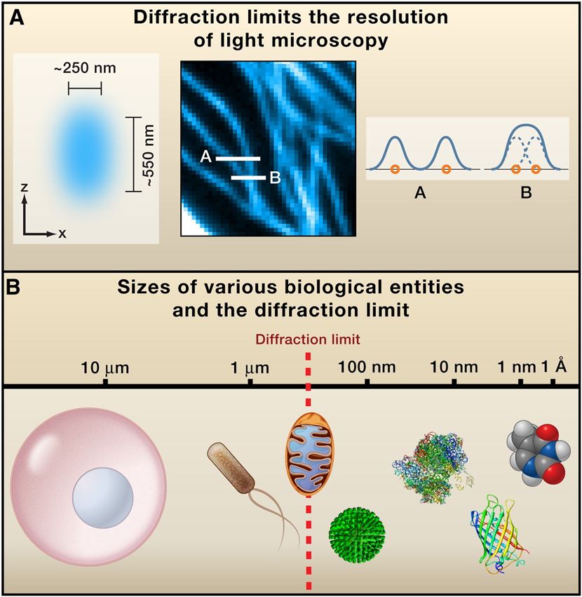 Diffraction-Limited Resolution of Conventional Light Microscopy.