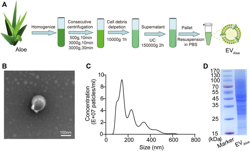 TEM, NTA, and SDS-PAGE analyses reveal size, morphology, and protein profile of aloe-derived EVAloe vesicles.