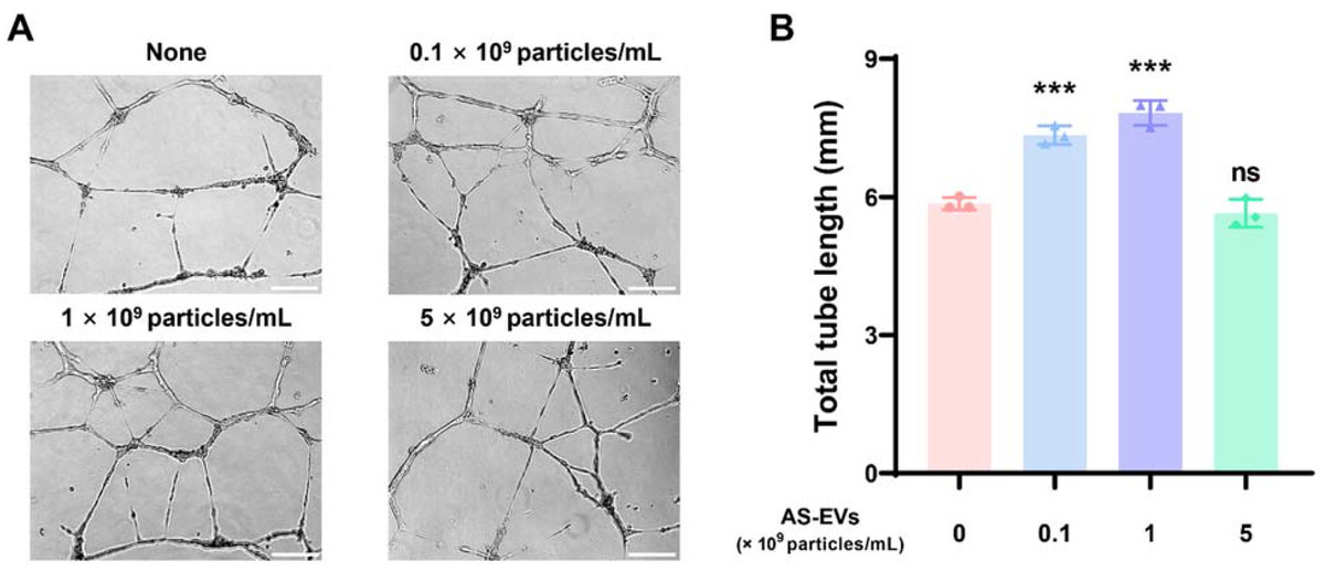 Aloe saponaria-derived extracellular vesicles promote tube formation in HUVECs as shown by increased total tube length on Matrigel after 16 h treatment.