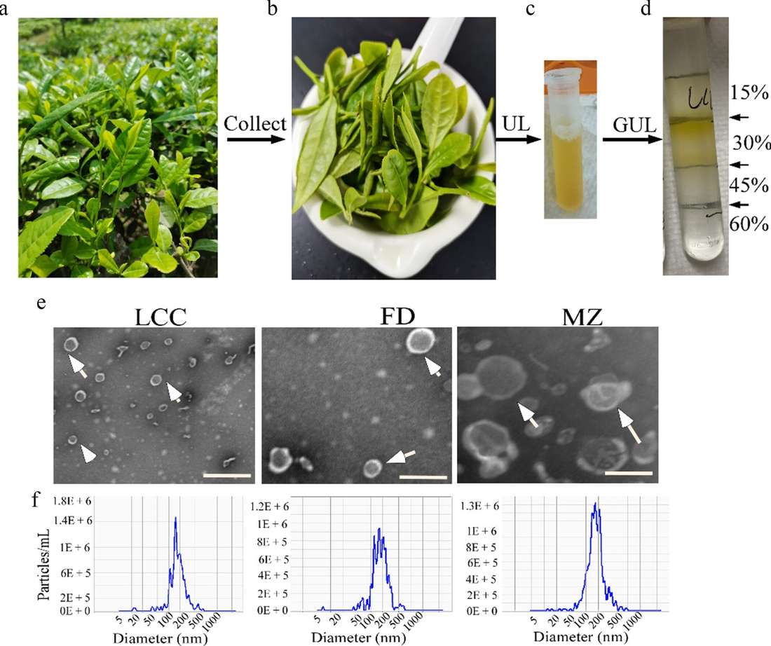 TEM and NTA analyses reveal morphology and size distribution of tea-derived exosome-like nanoparticles isolated by ultracentrifugation and gradient ultracentrifugation.