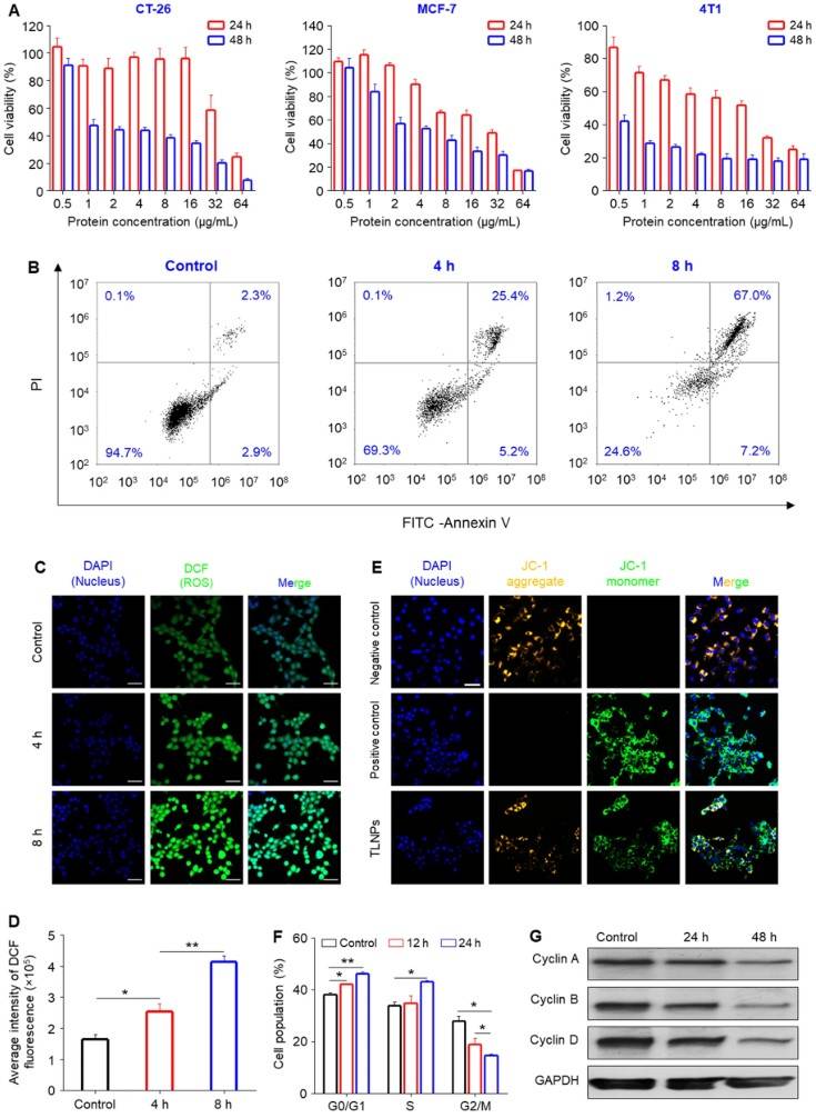 Tea leaf-derived exosome-like nanotherapeutics induce apoptosis, ROS production, cell cycle arrest, and cyclin suppression in 4T1 cells, confirming antitumor activity in vitro.