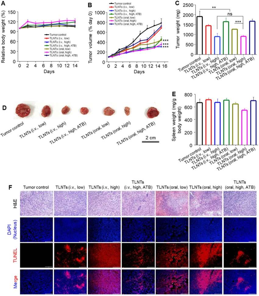 Tea leaf-derived exosome-like nanotherapeutics suppressed tumor growth and induced apoptosis in breast cancer mice without affecting body weight or spleen mass.