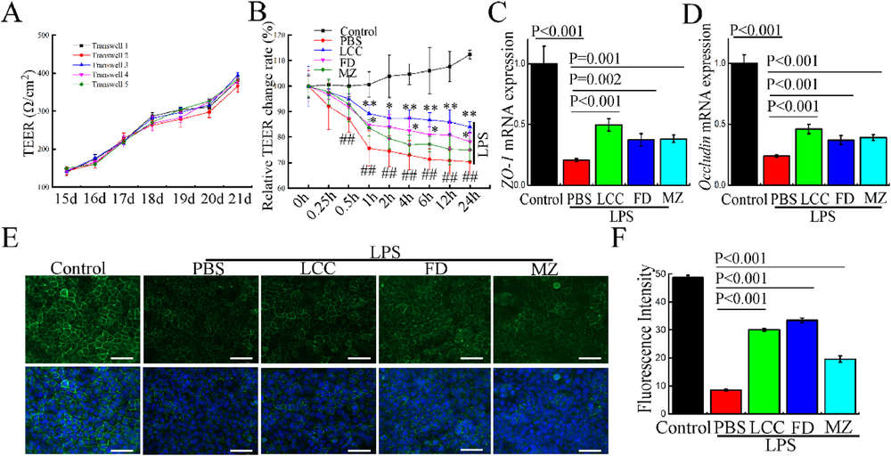 Tea-derived exosome-like nanoparticles improve TEER, increase ZO-1 and Occludin expression, and protect Caco-2 barrier integrity under LPS-induced damage.