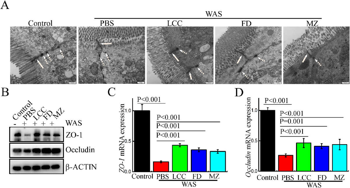 Tea-derived exosome-like nanoparticles restore WAS-disrupted tight junctions, upregulate ZO-1 and Occludin expression in intestinal tissues.