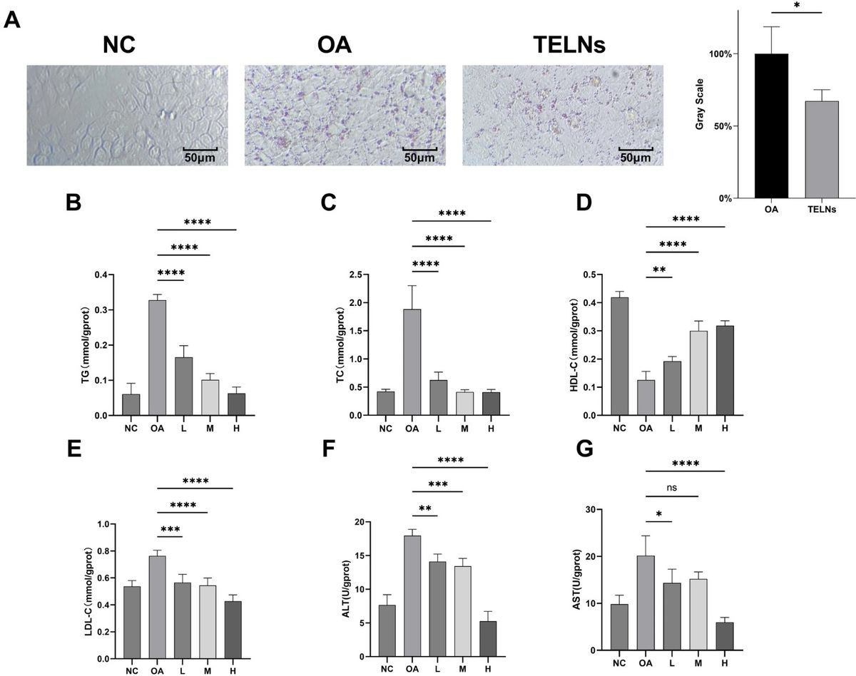 Tea-derived exosome-like nanoparticles reduce lipid accumulation in HepG-2 cells and modulate TG, TC, HDL-C, LDL-C, ALT, and AST levels in a dose-dependent manner.