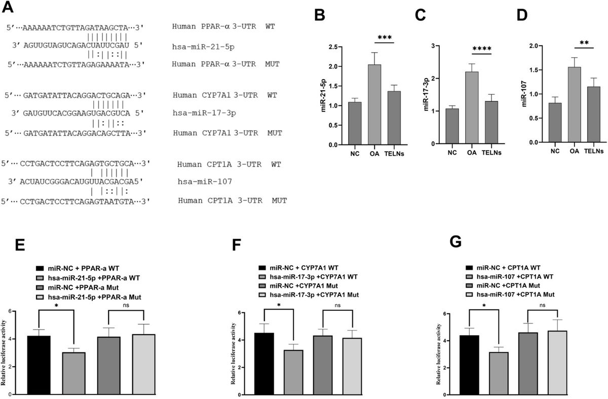 Tea-derived exosome-like nanoparticles downregulate miR-21-5p, miR-17-3p, and miR-107, restoring lipid metabolism genes PPAR-α, CYP7A1, and CPT1A via miRNA targeting.