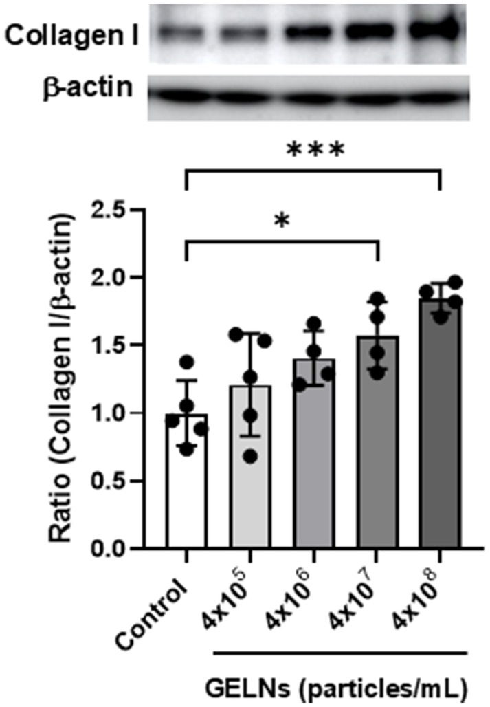 Glucoraphanin-enriched kale-derived exosome-like nanovesicles (GELNs) increase collagen I expression in NB1RGB cells, with significant effects observed at specific doses vs. control.