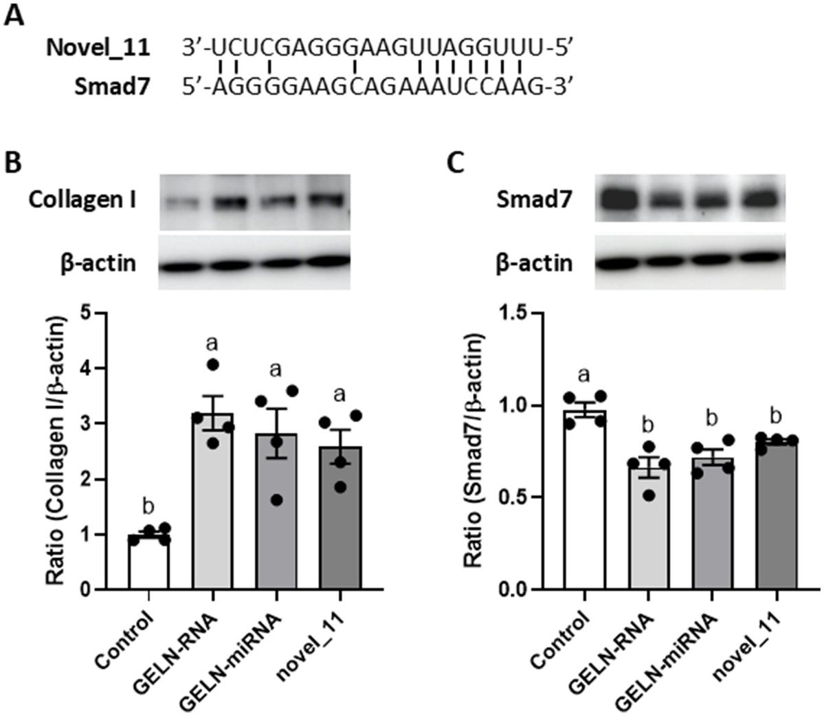 Novel_11 and miRNA fraction modulate collagen I and Smad7 expression in NB1RGB cells; Smad7 has a predicted novel_11 binding site.