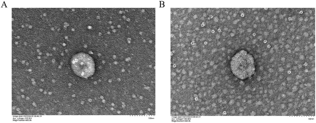 TEM images of konjac-derived exosome-like nanoparticles from A. albus and A. konjac showing spherical morphology.