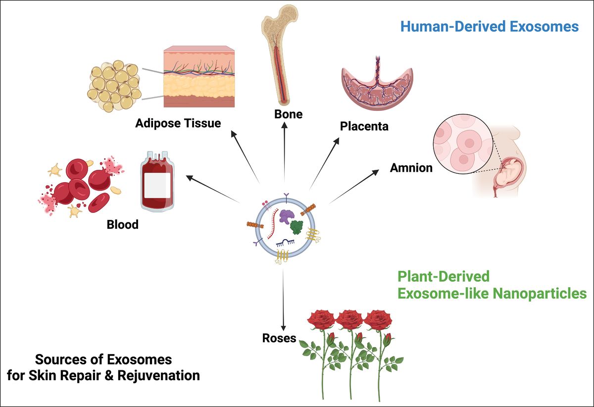 Exosome sources for skin care from human and plant origins with global clinical use and supporting evidence.