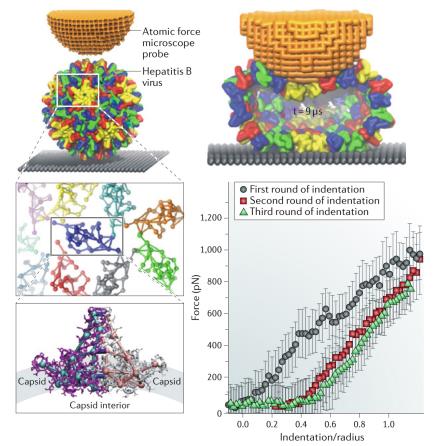 Molecular dynamics simulation of the deformation of a hepatitis B virus by an atomic force microscope probe.