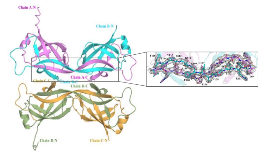 Crystal structure of the MtMce4A39-140- with 4 molecules in the asymmetric unit.