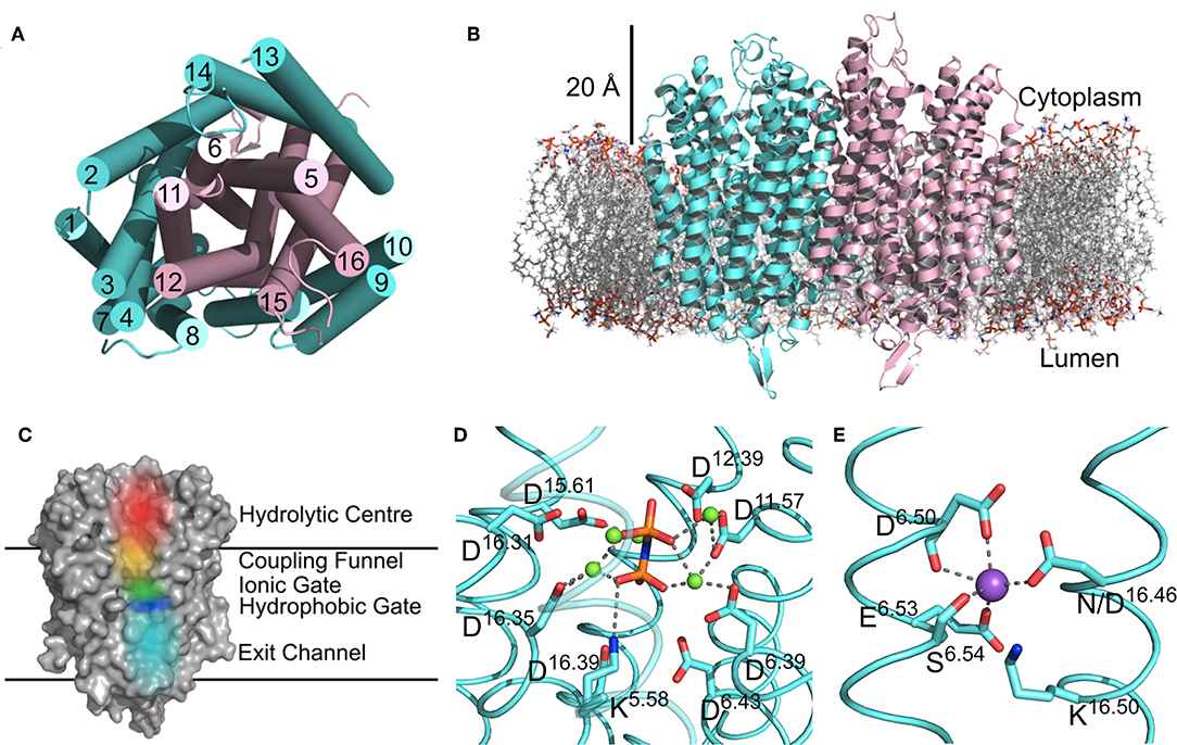 Structural Features of M-PPase