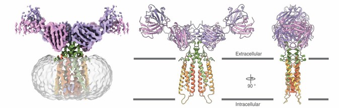 Cryo-EM reconstruction of the CD20: RTX Fab complex at a resolution of 3.3 Å.