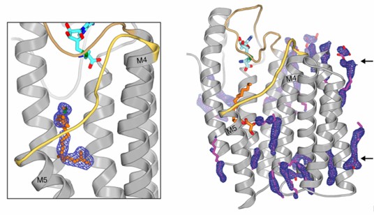 Crystal structure of two molecules in MtMce4A39-140 and the domain-swapped dimer residues of β5 and β5'.