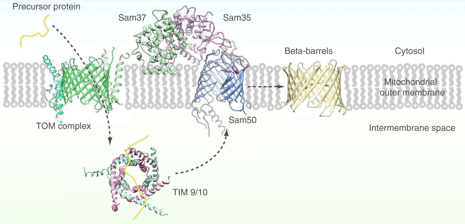 Crystal structure of two molecules in MtMce4A39-140 and the domain-swapped dimer residues of β5 and β5'.