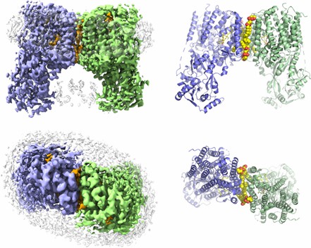 The overall structure of RtMprF(DDM)-nanodic homodimer.