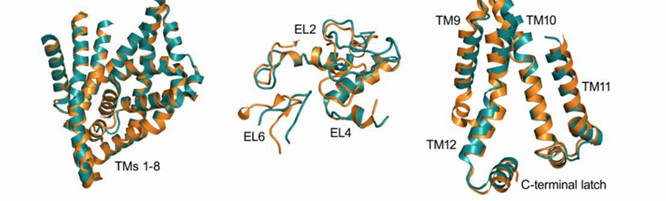 The structure of dDAT and hSERT