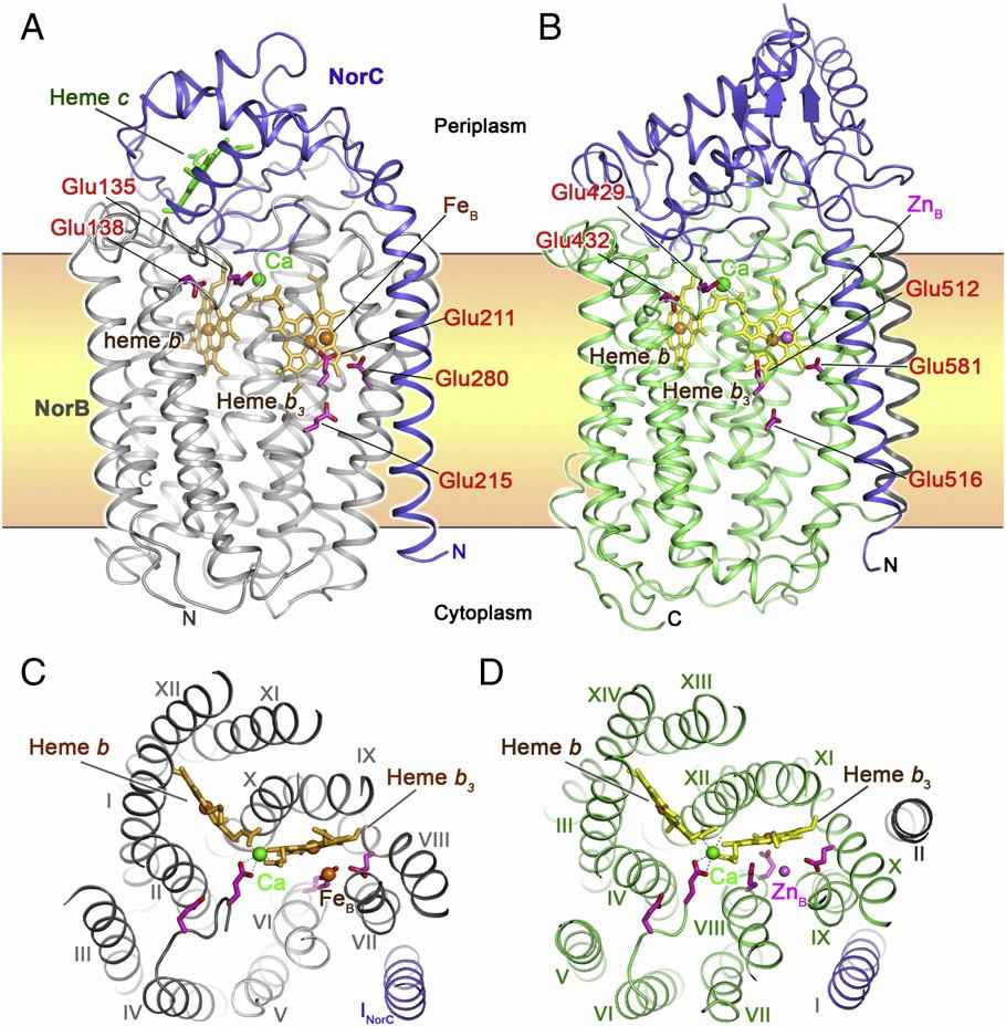 The overall structure and top view of cNOR and qNOR.