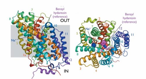 Mhp1 structure on the membrane plane and from outside the membrane.