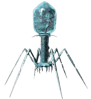 Bacteriophage Cryo-EM service
