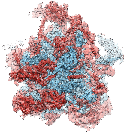Ribosome Cryo-EM service