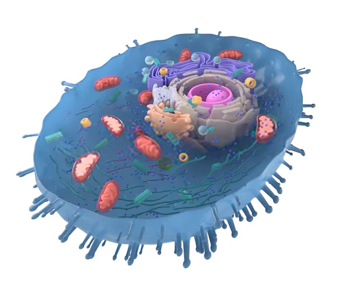 Subcellular Organelle Cryo-EM service
