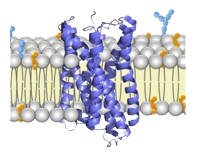 Membrane protein Cryo-EM service