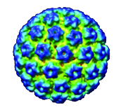 Virus-like particle Cryo-EM service