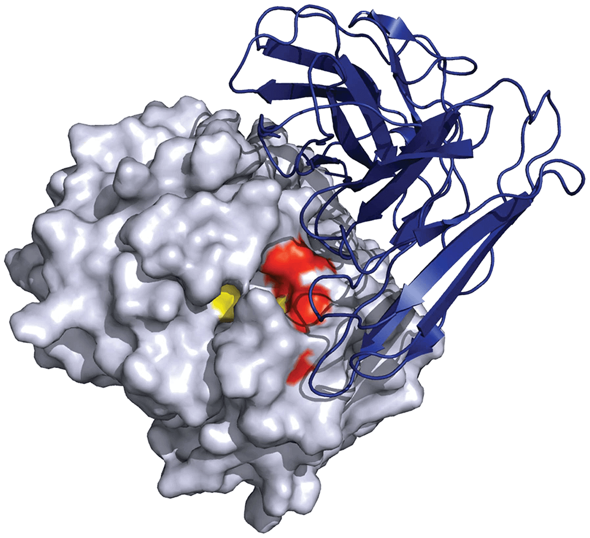 Antigen-antibody complex Cryo-EM service
