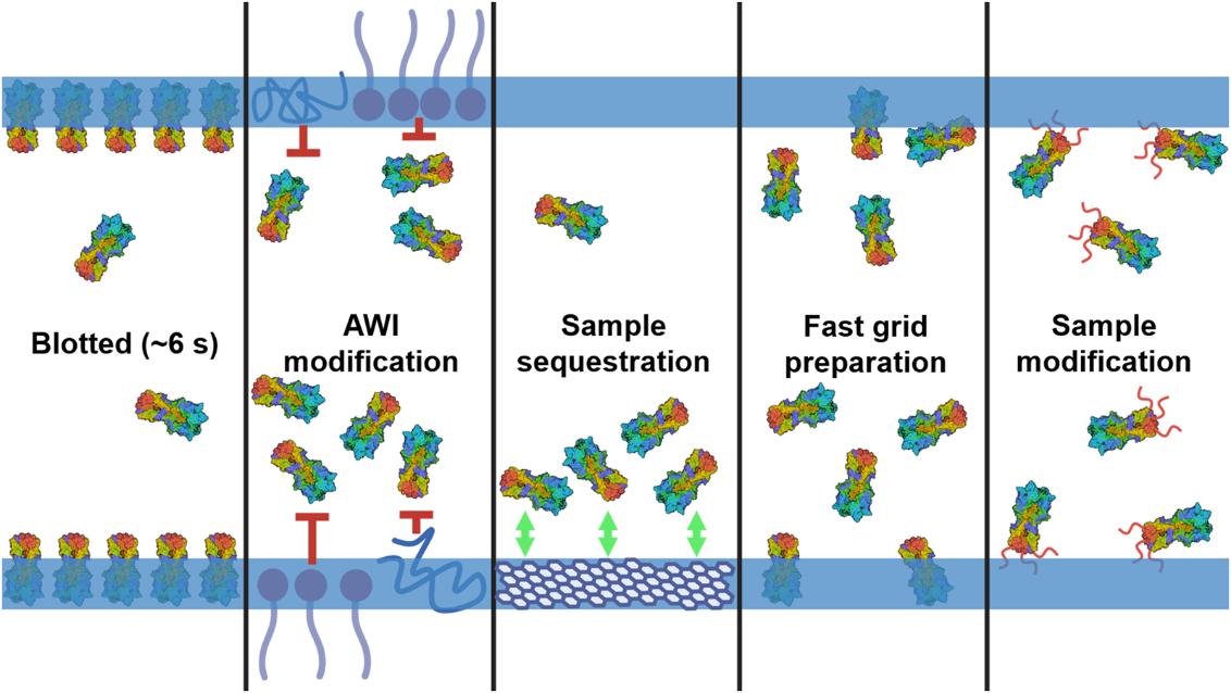 Cryo-EM Grid Preparation: A Comprehensive Guide to Sample Optimization