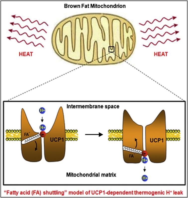 New Research: Cryo-EM Promotes the Research on UCP1 Working Mechanism
